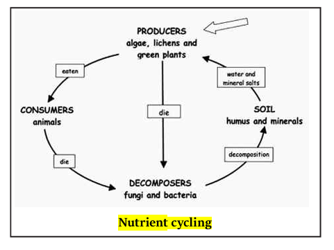 Nutrient Cycling